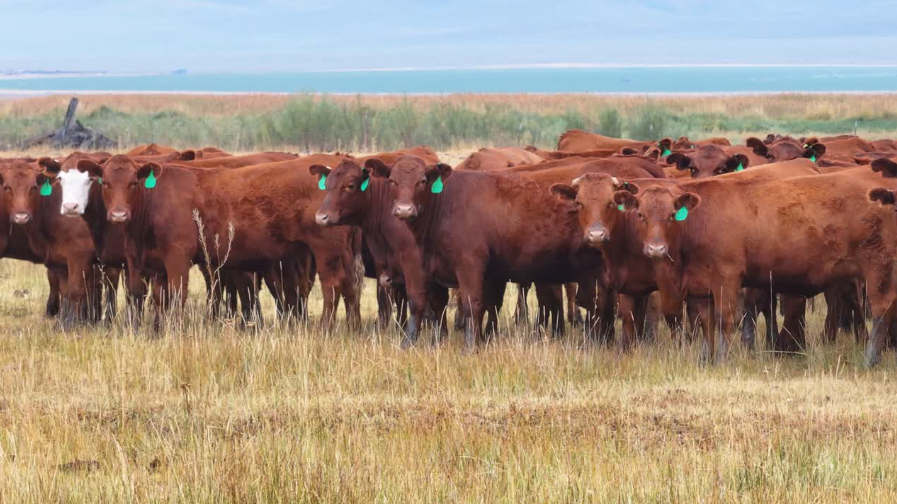 100 Head Of AI'd Red Angus & Red Baldy Bred Heifers- BH911A5